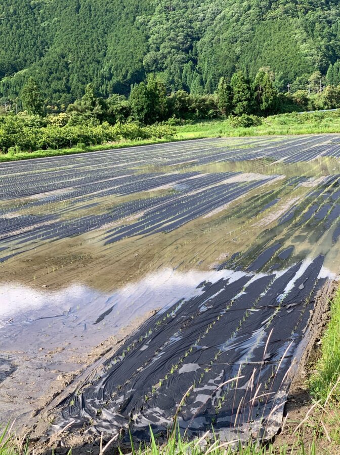 自然栽培の餅米　ハクトモチ　３キロ　白米　玄米
農薬　除草剤　化学肥料不使用