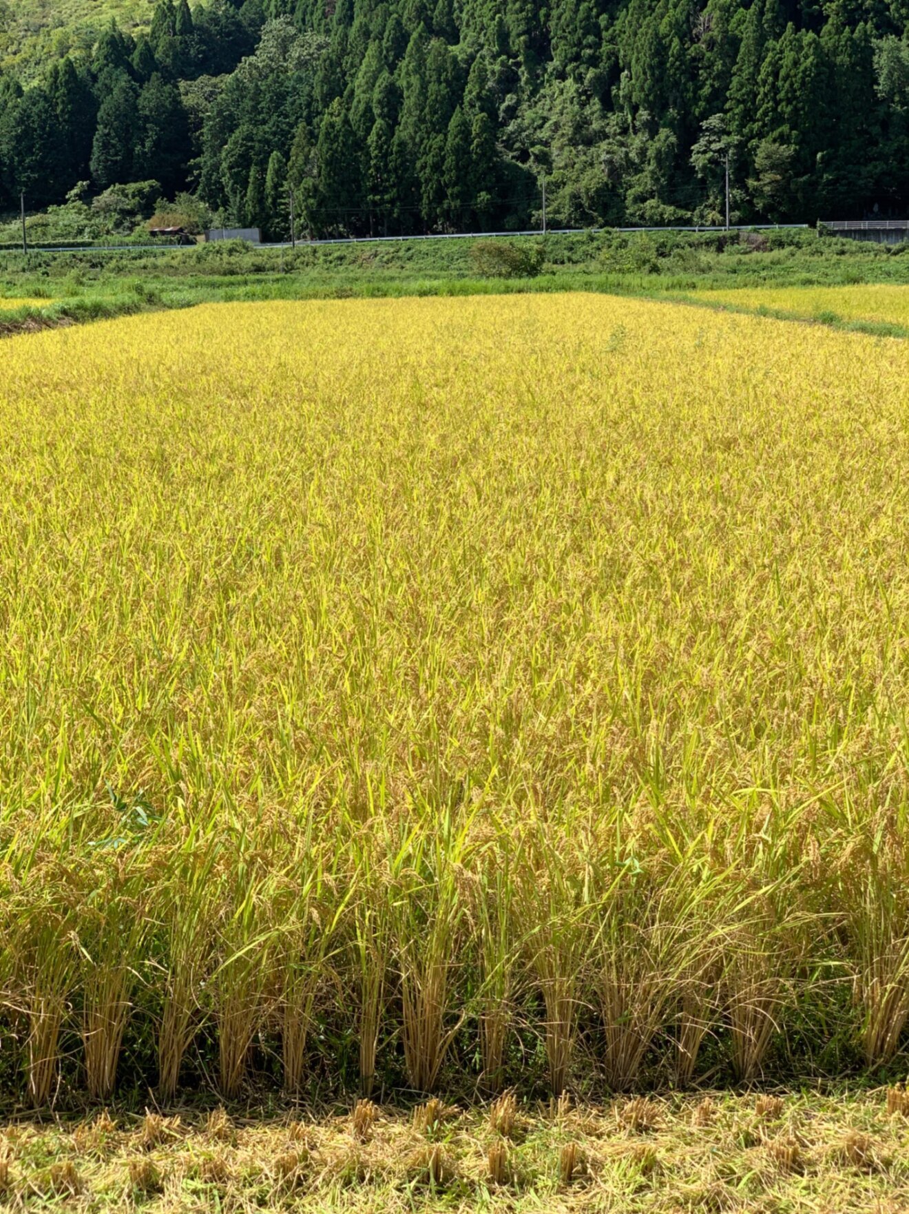 自然栽培の餅米　ハクトモチ　３キロ　白米　玄米
農薬　除草剤　化学肥料不使用