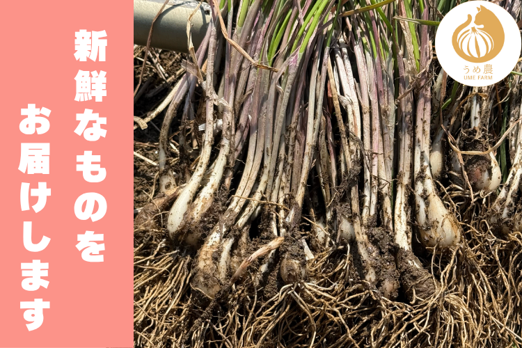 【安全・新鮮！！】熊本県産 希少 2年ものらっきょう 2kg 栽培期間中農薬不使用