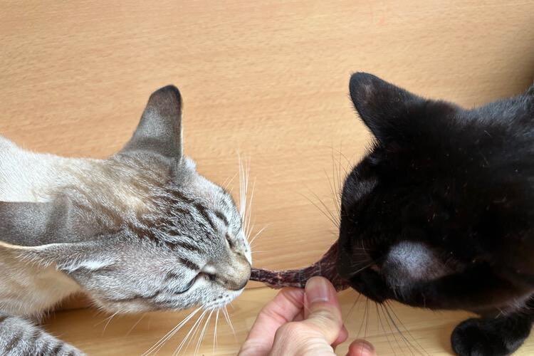 駆除鹿ジャーキー🦌【北海道産】ギフトボックス入り 50g 犬猫用鹿肉ペットフード🐕🐈
