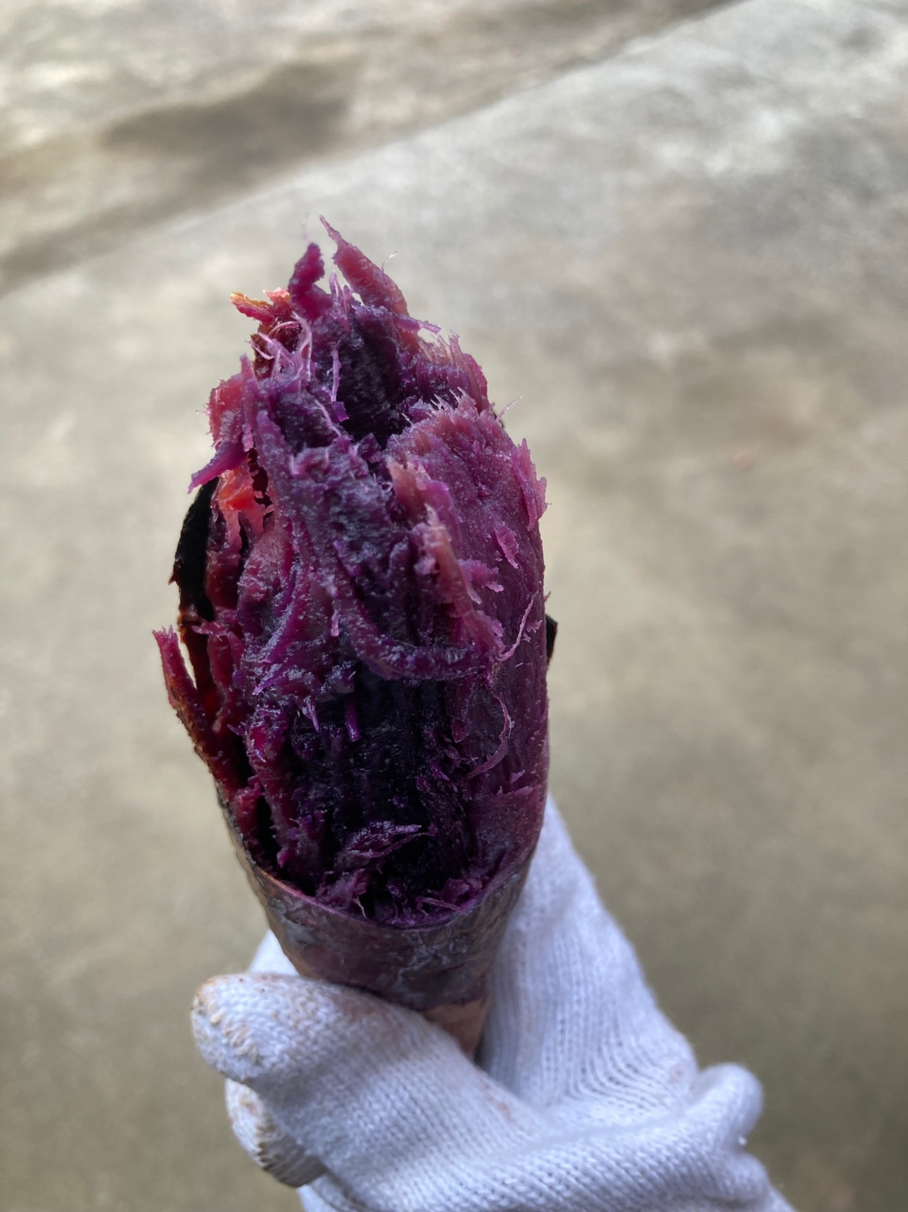 ［訳あり］さつまいも　ふくむらさき5キロ（栽培期間中農薬・化学肥料不使用）