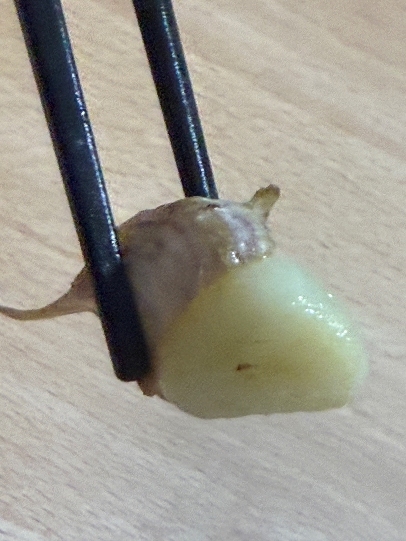 農薬不使用・480gにんにく(小さめがいっぱいお得用)
