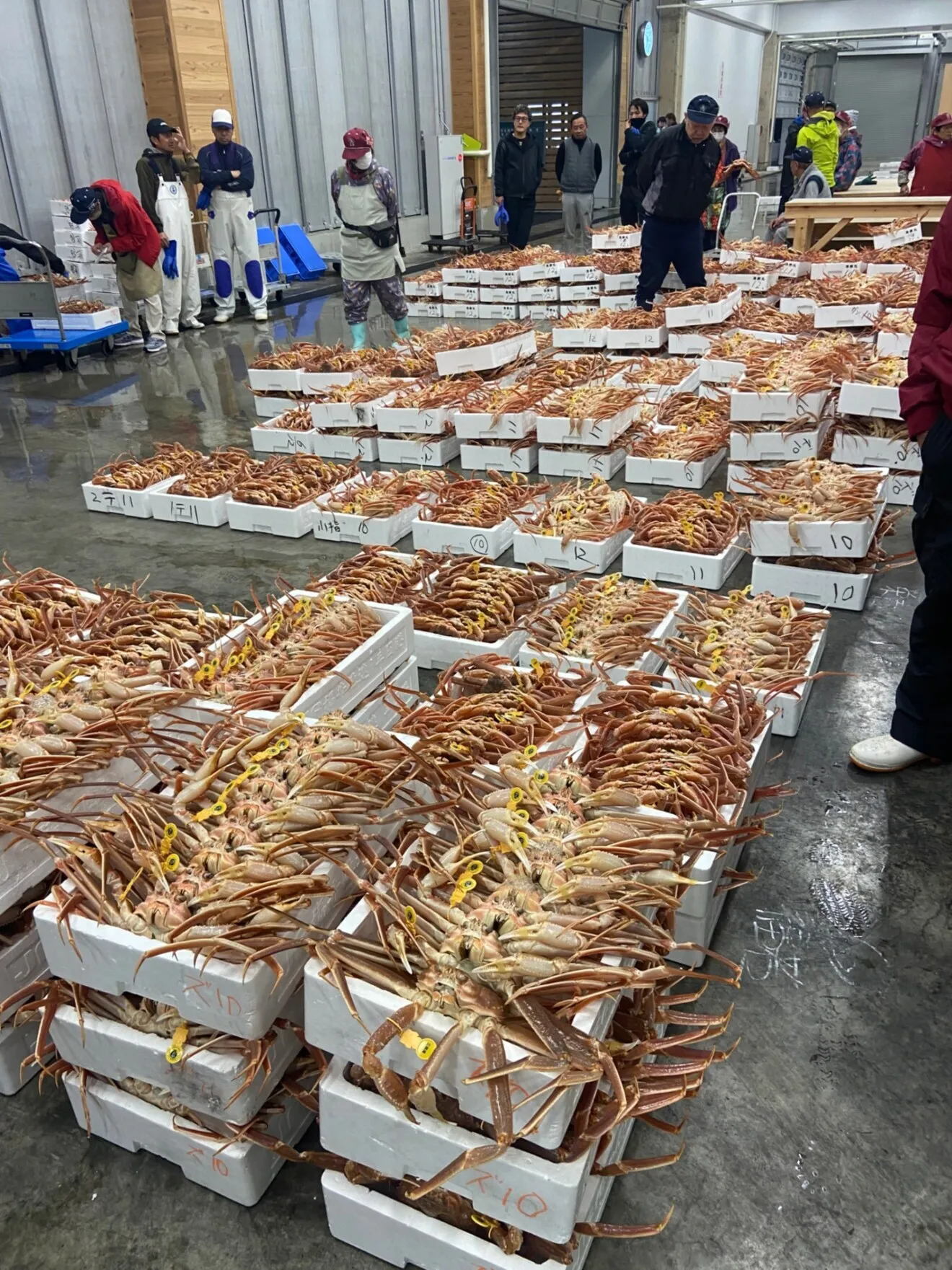 最高級越前蟹夫婦セット（調理済み）（足折れ）