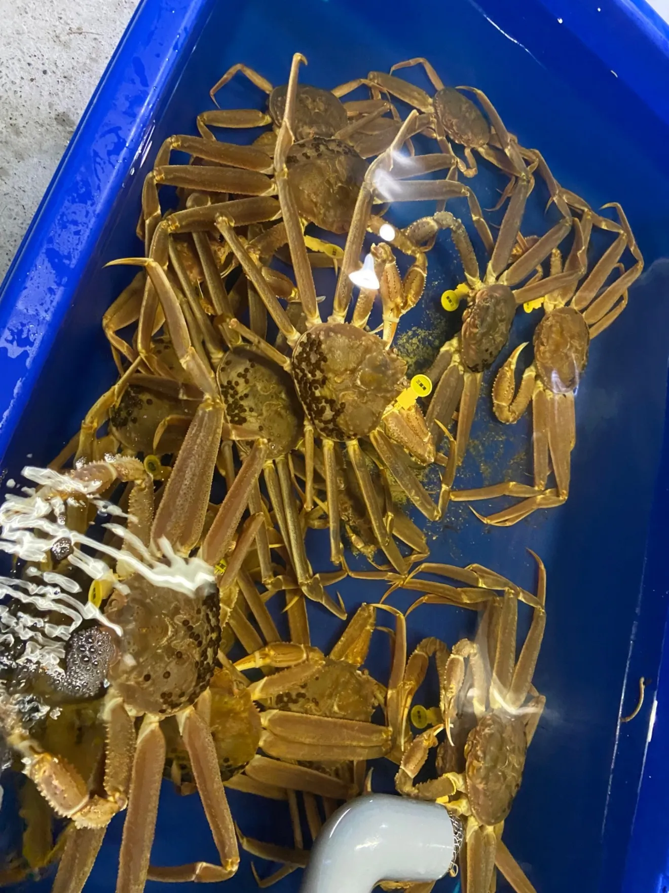 最高級越前蟹夫婦セット（調理済み）（足折れ）