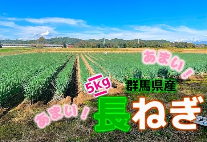 群馬県産 長ねぎ5kg