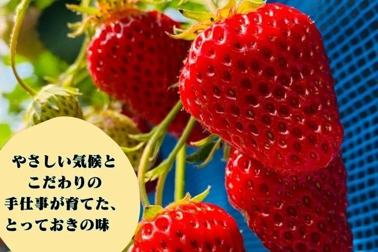 農家直送・無添加
原材料がいちごのみ🍓✨️
安心のおやつドライいちご🍓
