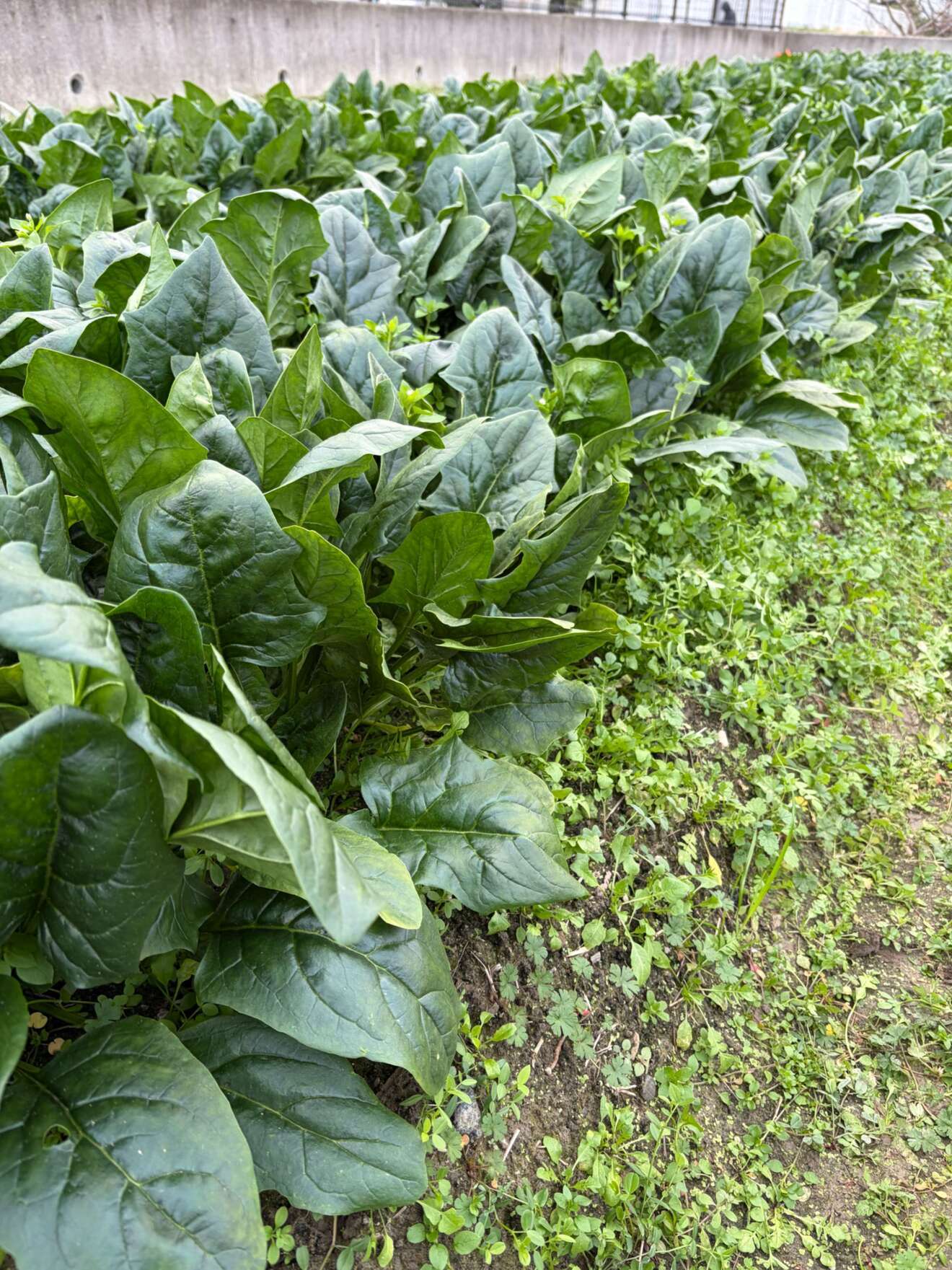 「高野山の麓から 冬の彩り野菜、３種類お任せセット ～カブ・金時人参・ほうれん草・さつまいも～」