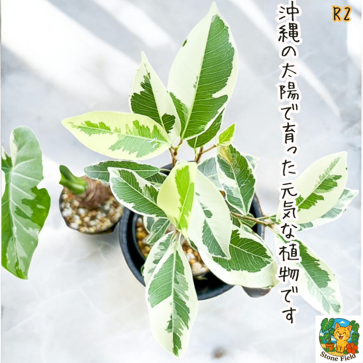 沖縄の小さな農園から｜斑入りガジュマル＆クワズイモの癒しセット