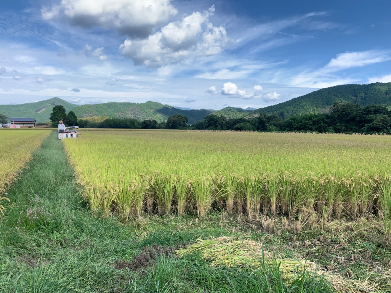 R7年度産　新米　高知県四万十町産　仁井田米15キロ