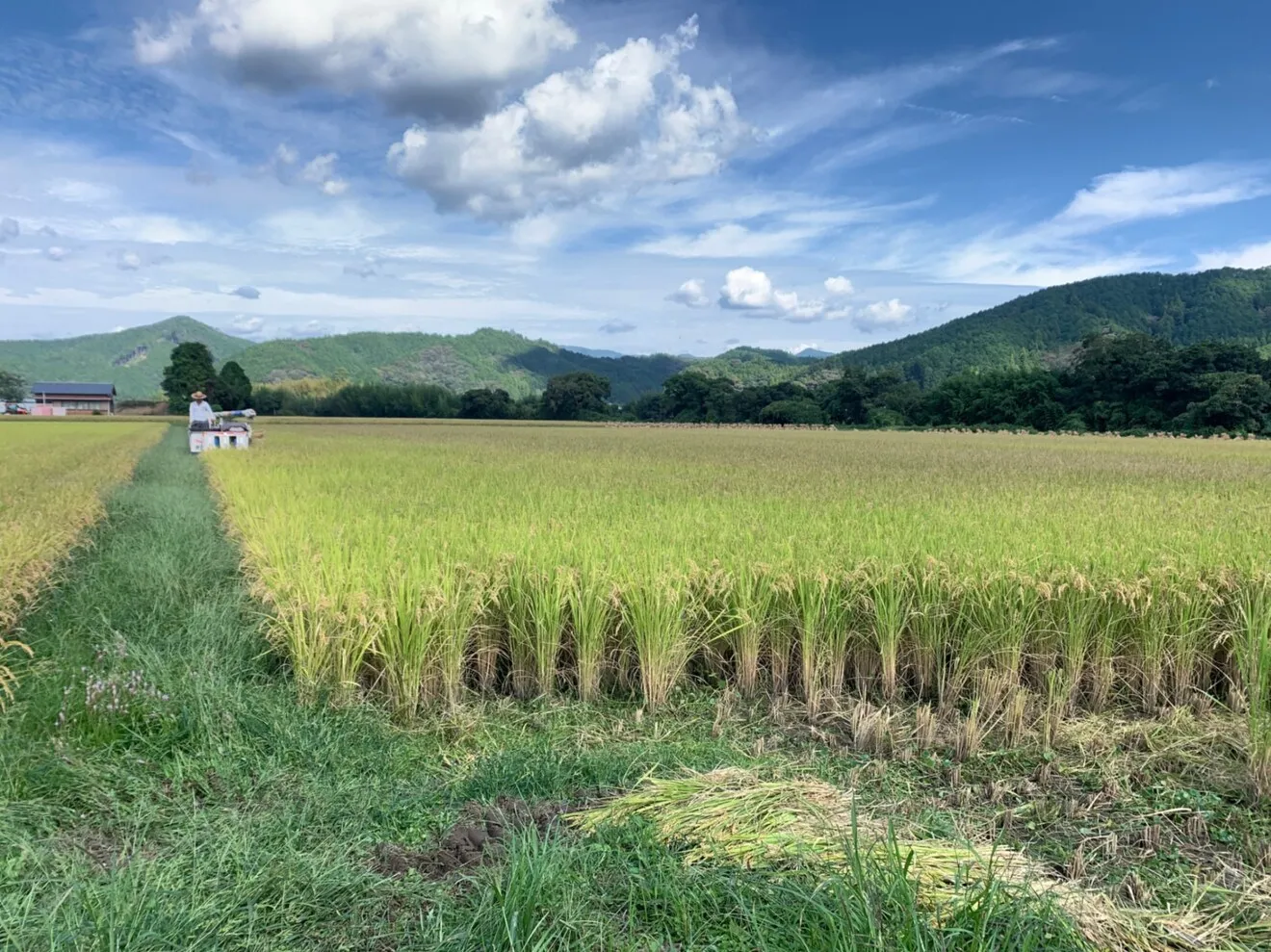 R7年度産　新米　高知県四万十町産　仁井田米15キロ