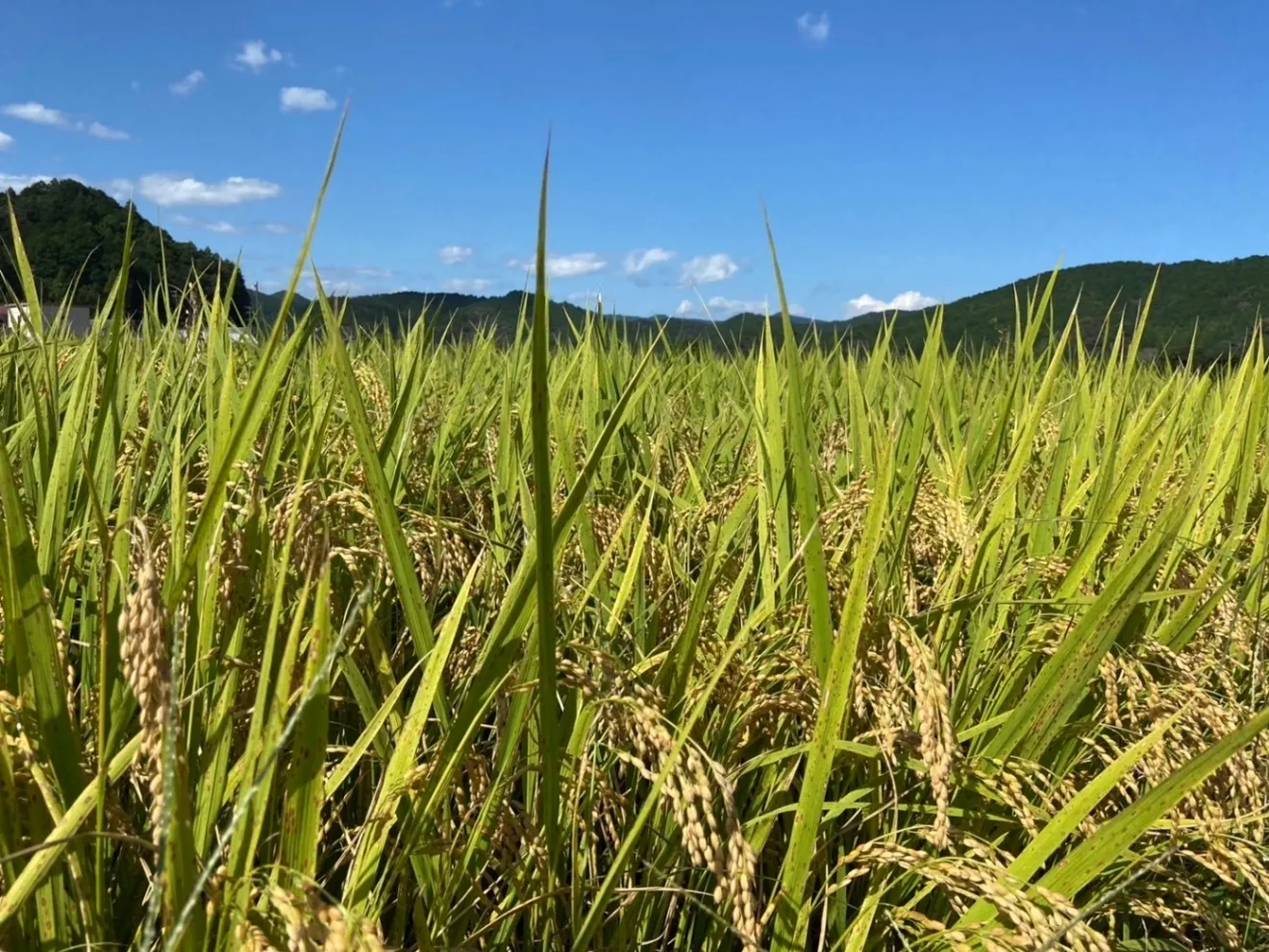 R7年度産　新米　高知県四万十町産　仁井田米15キロ