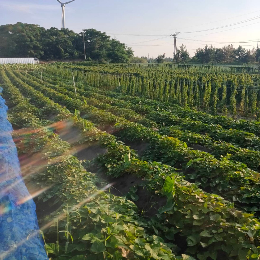 【訳あり】農薬不使用(栽培期間中)採れたてそのまま！土付き紅はるか(さつまいも) 1.5kg