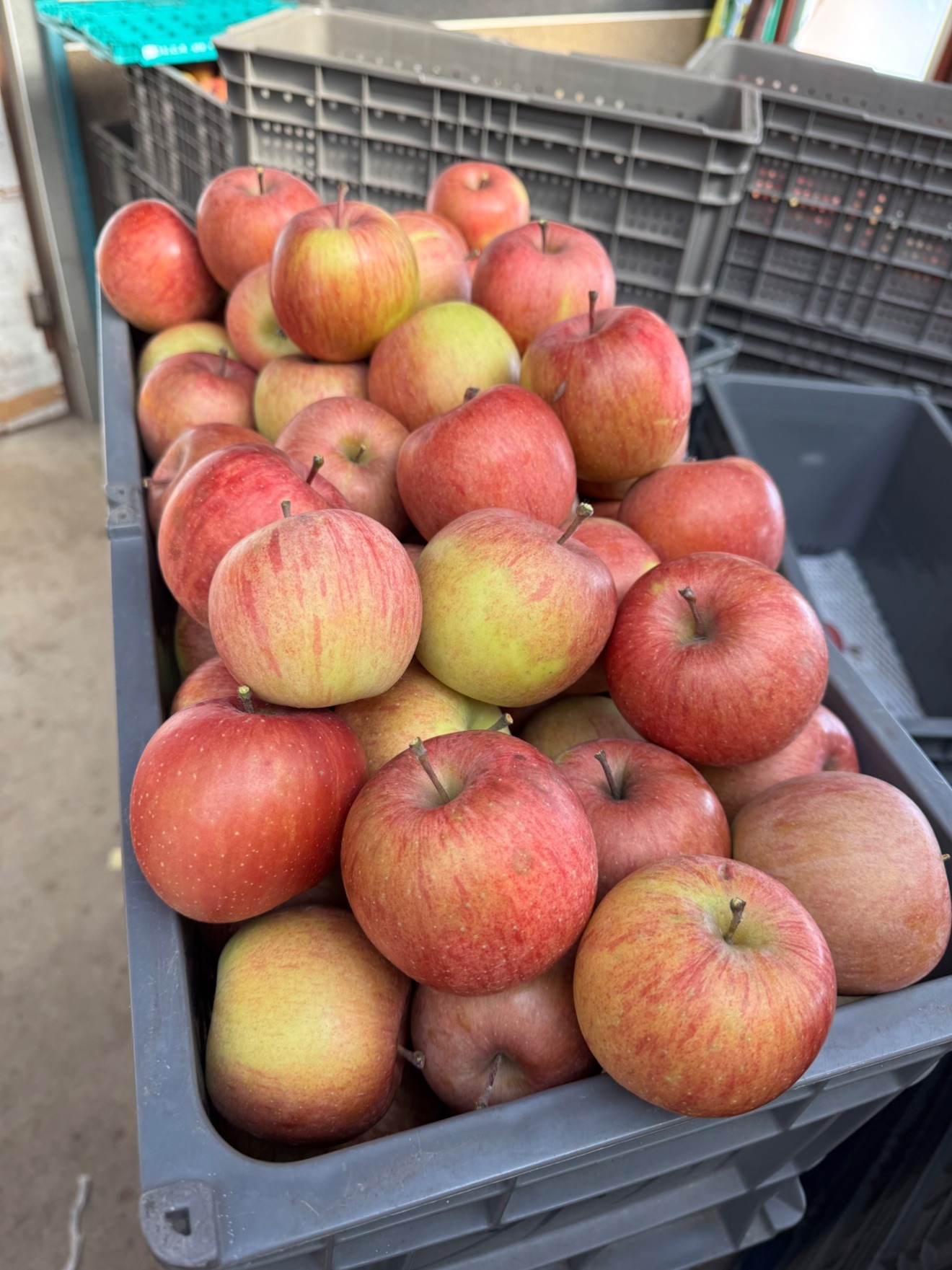 【加工用】サンふじ約15kg（いつもと量、金額が違います！）