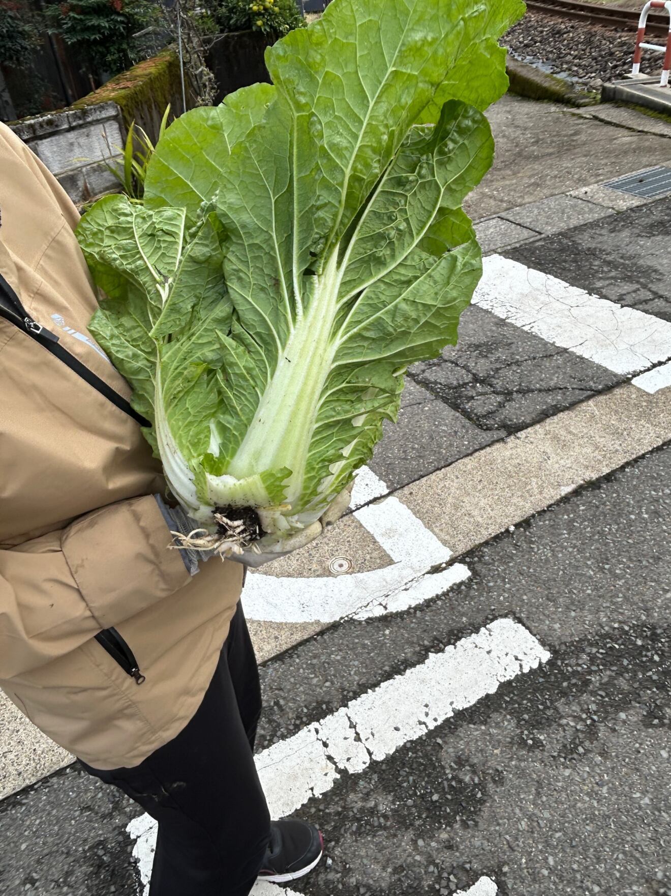 福井県産白菜1玉【手渡し限定でお願いします🙇】
