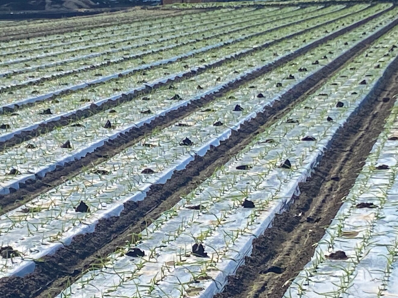 最終売り尽くし❣️増量　青森県産にんにく　ホワイト六片　バラ　５００g＋１００g＝６００g
