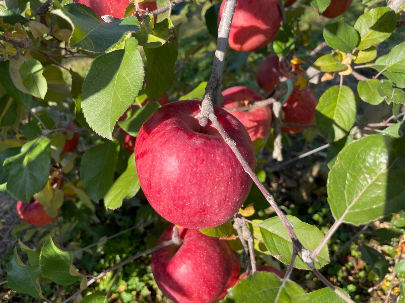 【ラベルレスでお得】サンふじ100％ 今季の一番搾りクラフトりんごジュース〈6本〉（送料別途）🍎