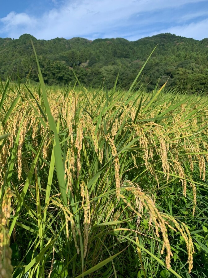 新米農家が作ったお米5kg【栽培期間中化学合成農薬、化学肥料不使用】