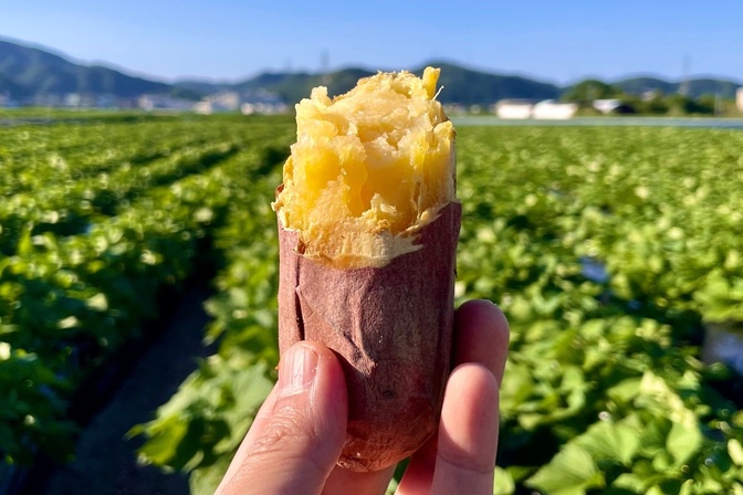 【中サイズ】なると金時冷凍焼き芋1.5kg！ほくほく食感と上品な甘さ！