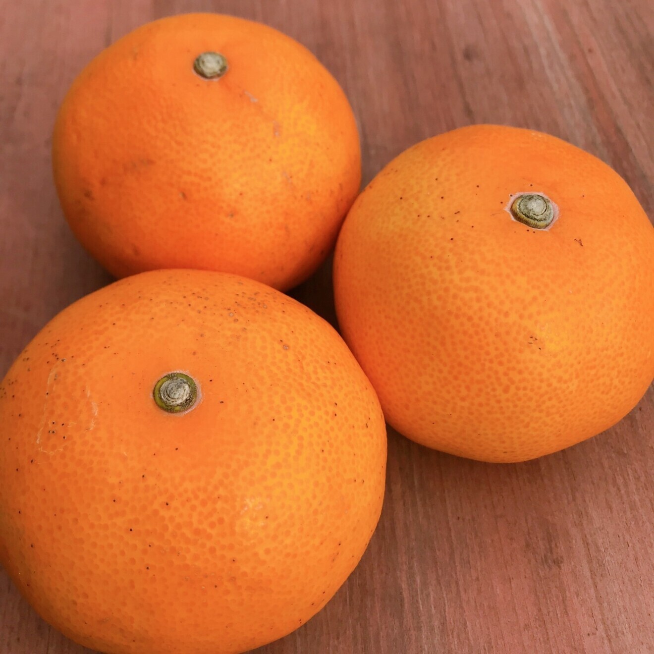 【ぎっしり果肉！】せとか　5キロ