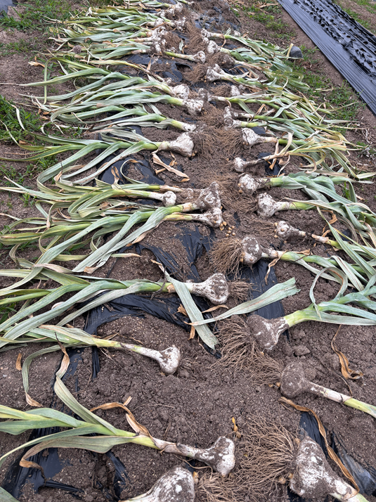 【家庭用たっぷり！】ジャンボにんにく 約2kg（バラ詰め／60サイズ箱）