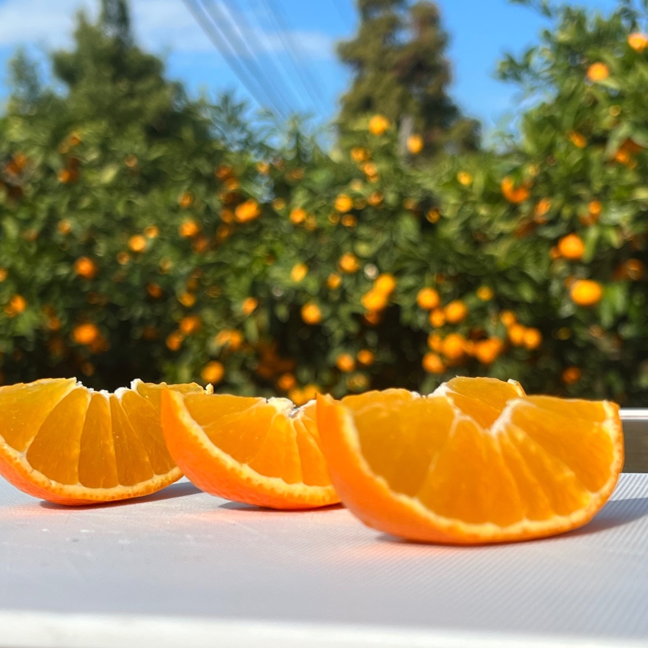 木になるゼリー！？まどんな　3キロ
