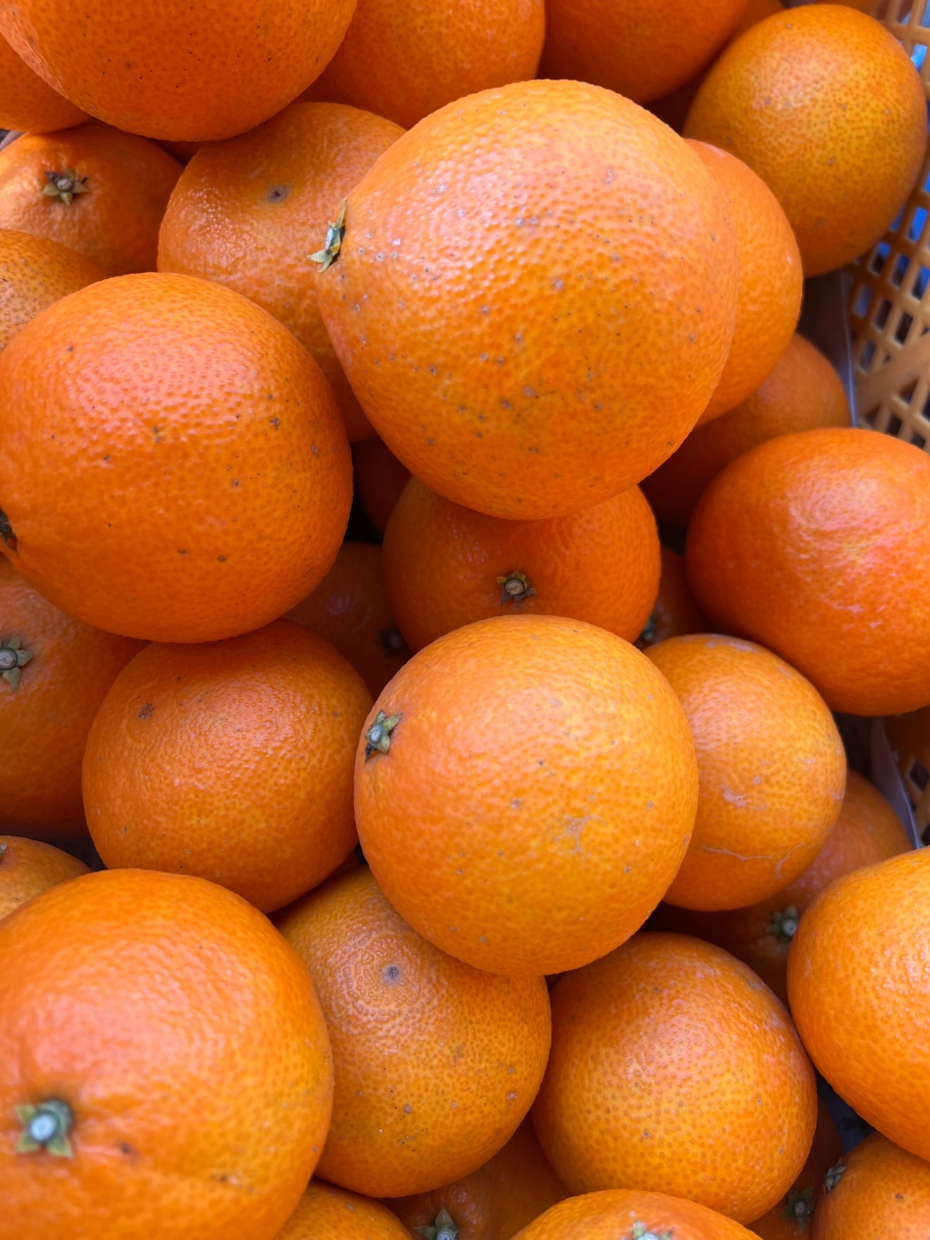 木になるゼリー！？まどんな　3キロ
