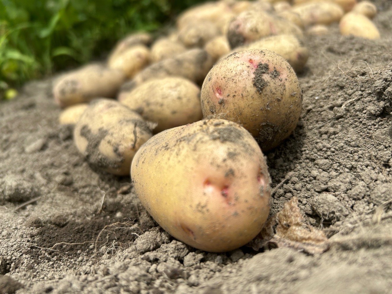 【チビじゃがメイン】ねっとり系オールラウンダー【はるか】1kg