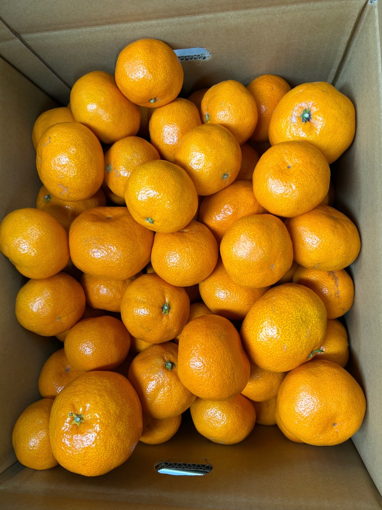 家庭用みかん 10kg