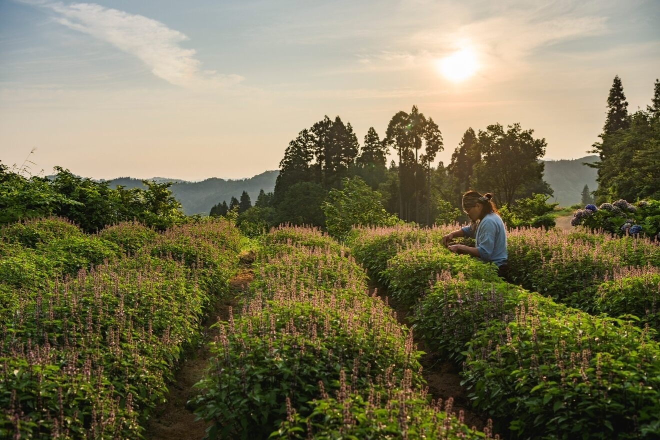 【リベシティ会員限定価格】神目箒茶 定番3種類 （ティーバッグ5袋入り）飲みくらべセット　送料無料