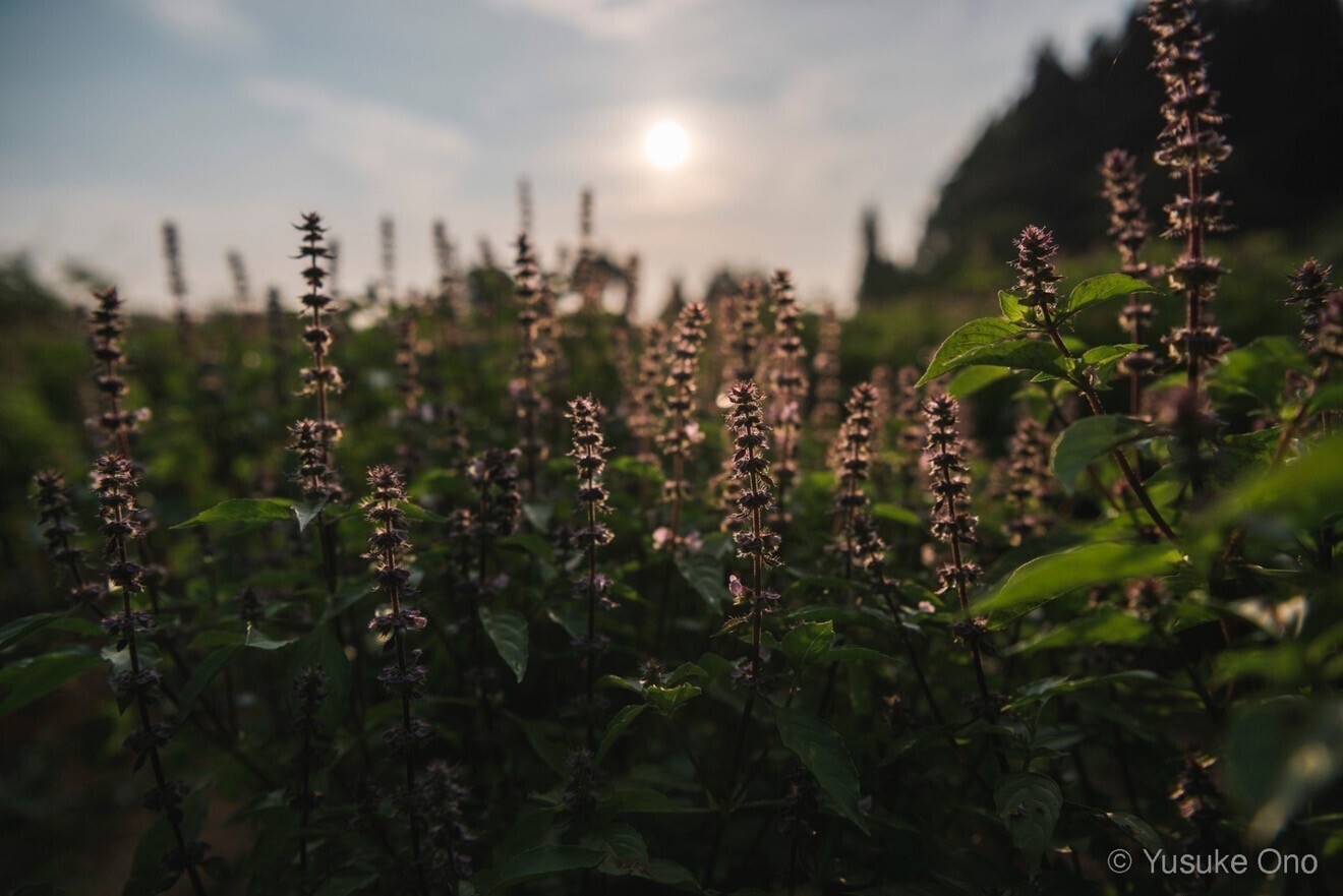 【リベシティ会員限定価格】神目箒茶 定番3種類 （ティーバッグ5袋入り）飲みくらべセット　送料無料