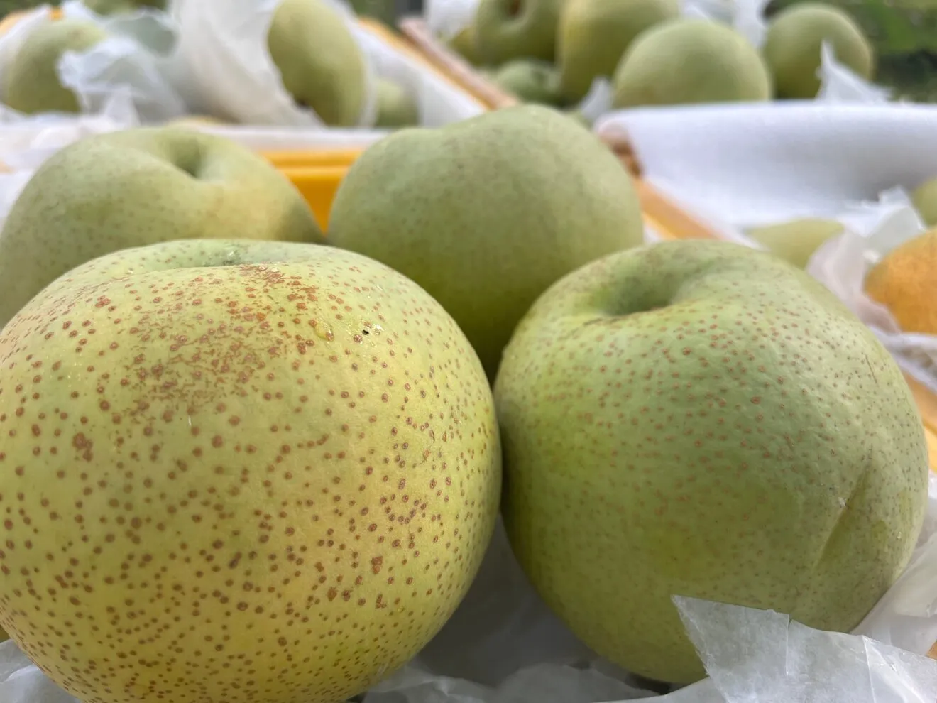 【梨：かおり】家庭用 大玉3kg 関東送料込｜千葉の梨農家から朝採れ直送【予約販売】