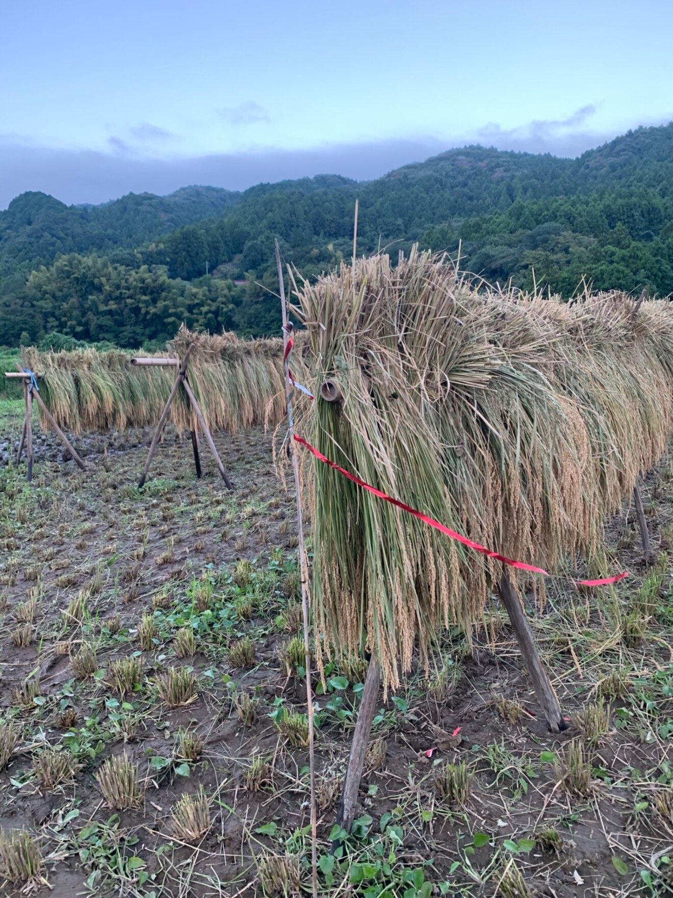 令和７年度　昔ながらの天日干ししたもち米１kg【栽培期間中化学合成農薬、化学肥料不使用】