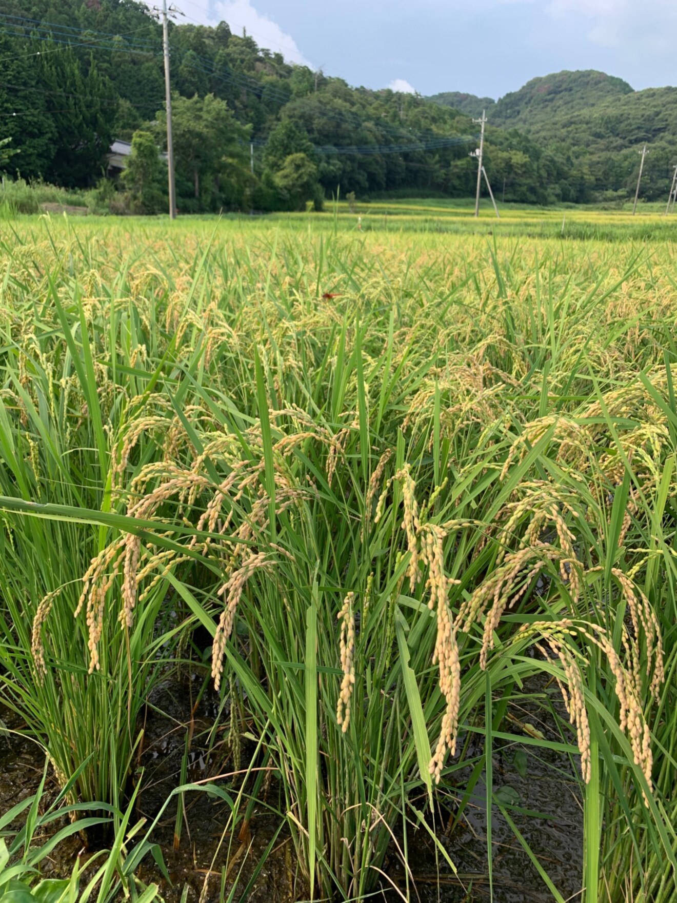 令和７年度　昔ながらの天日干ししたもち米１kg【栽培期間中化学合成農薬、化学肥料不使用】