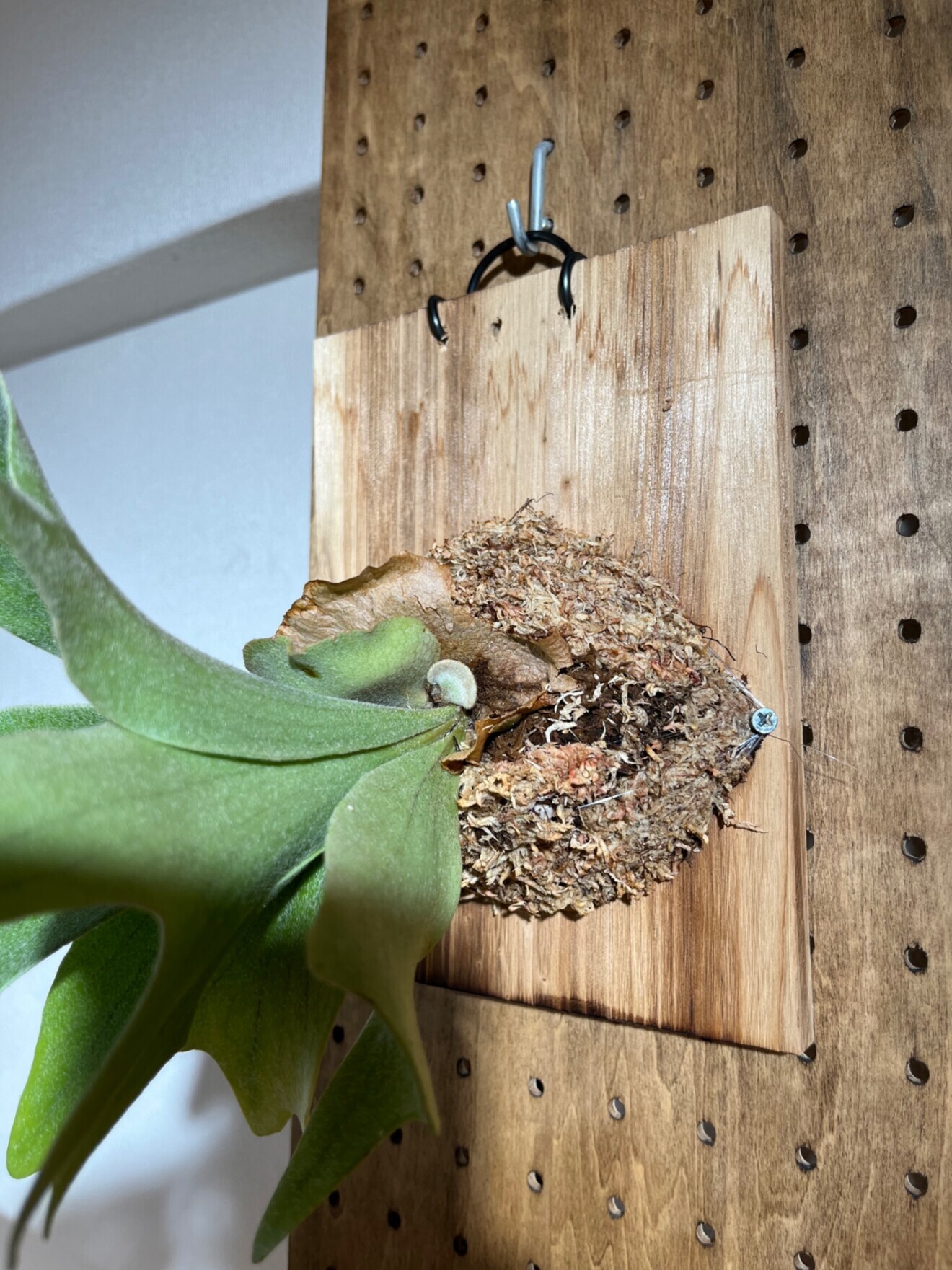 おしゃれインテリアに♪ ビカクシダ ネザーランド（板付け）初心者向け✨