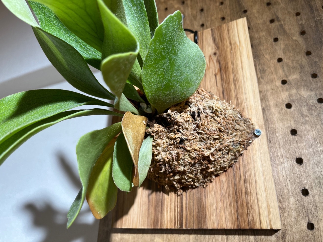 おしゃれインテリアに♪ ビカクシダ ネザーランド（板付け）初心者向け✨