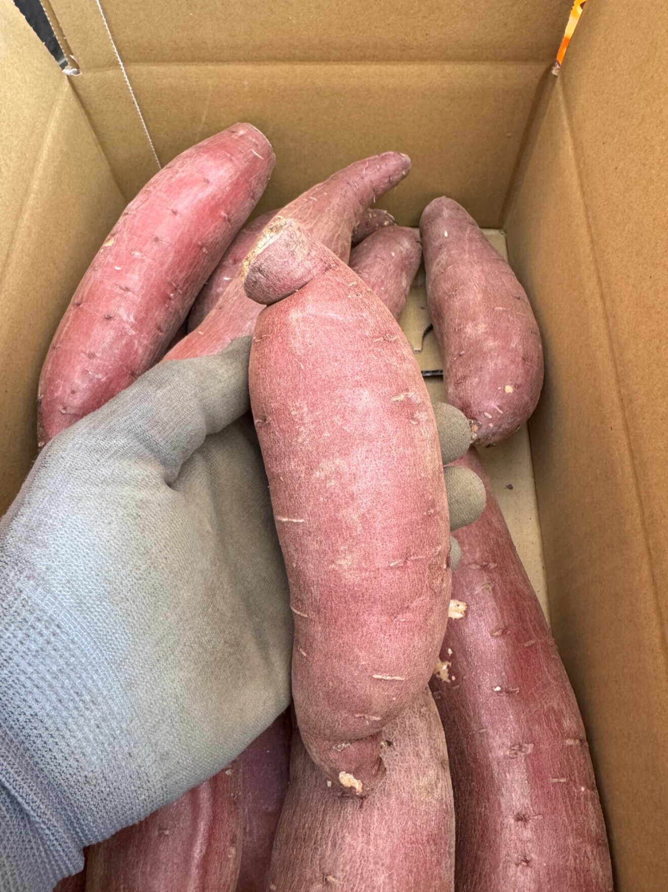 【訳あり品】茨城県産 さつまいも 紅まさり サイズいろいろ 5kg 基本送料込み リベポ歓迎