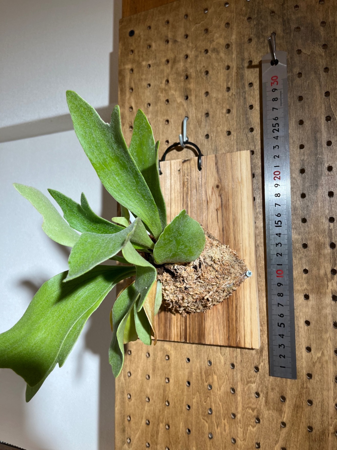 おしゃれインテリアに♪ ビカクシダ ネザーランド（板付け）初心者向け✨