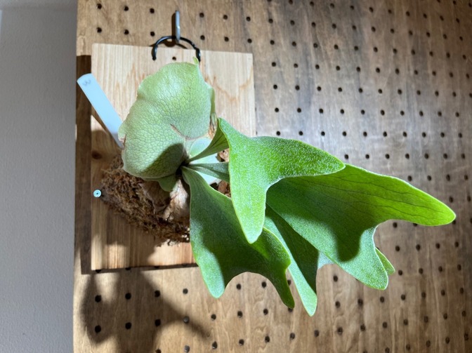 おしゃれインテリアに♪ ビカクシダ ネザーランド（板付け）初心者向け✨