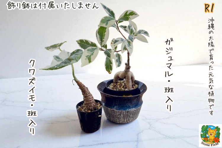 沖縄の小さな農園から｜斑入りガジュマル＆クワズイモの癒しセット・１