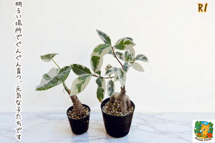 沖縄の小さな農園から｜斑入りガジュマル＆クワズイモの癒しセット・１