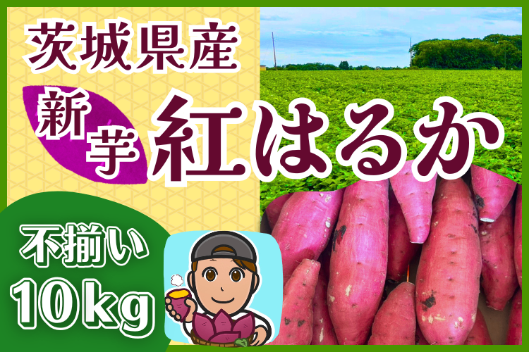 【訳あり品】茨城県産 さつまいも 紅はるか 新芋 サイズ大きめ 10kg 基本送料込み リベポ歓迎