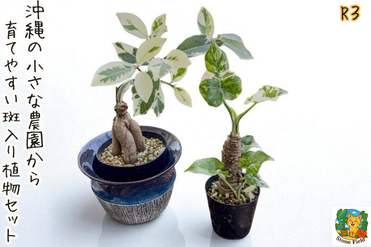 沖縄の小さな農園から｜斑入りガジュマル＆クワズイモの癒しセット・3
