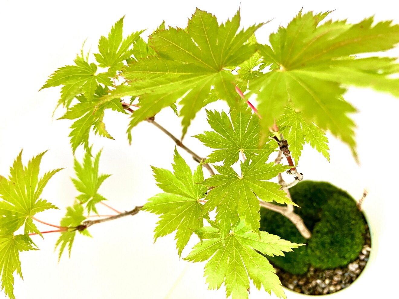 【苔盆栽🪴】手のひらに広がる緑景【セミオーダーメイド⭐】