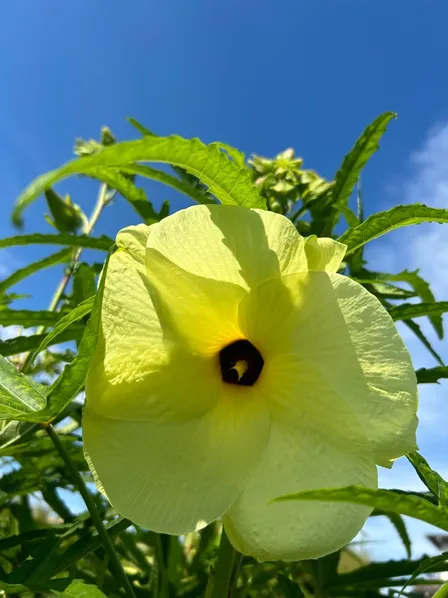 🌼花オクラ🌼夏の食卓を彩る“食べられる花”