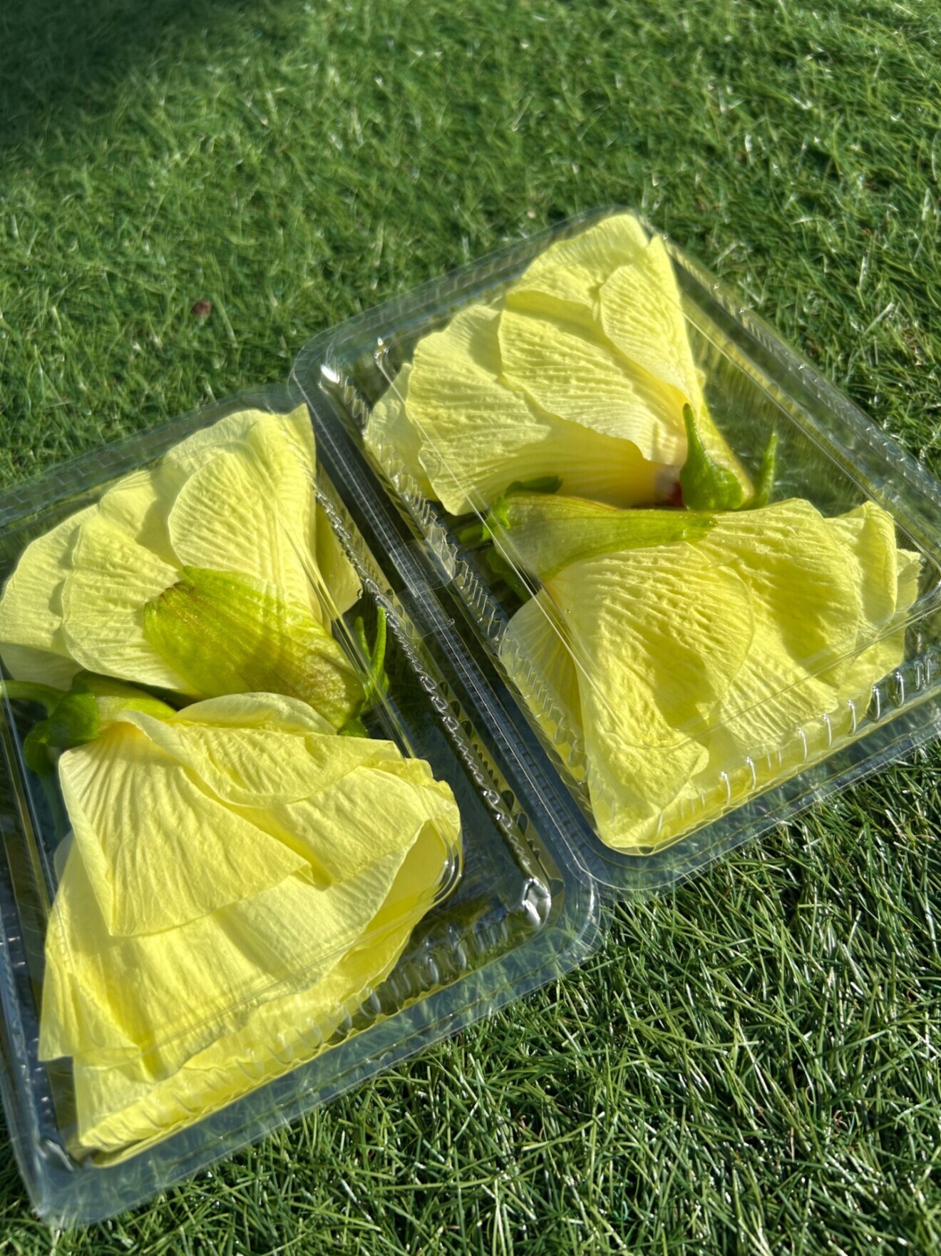 🌼花オクラ🌼夏の食卓を彩る“食べられる花”