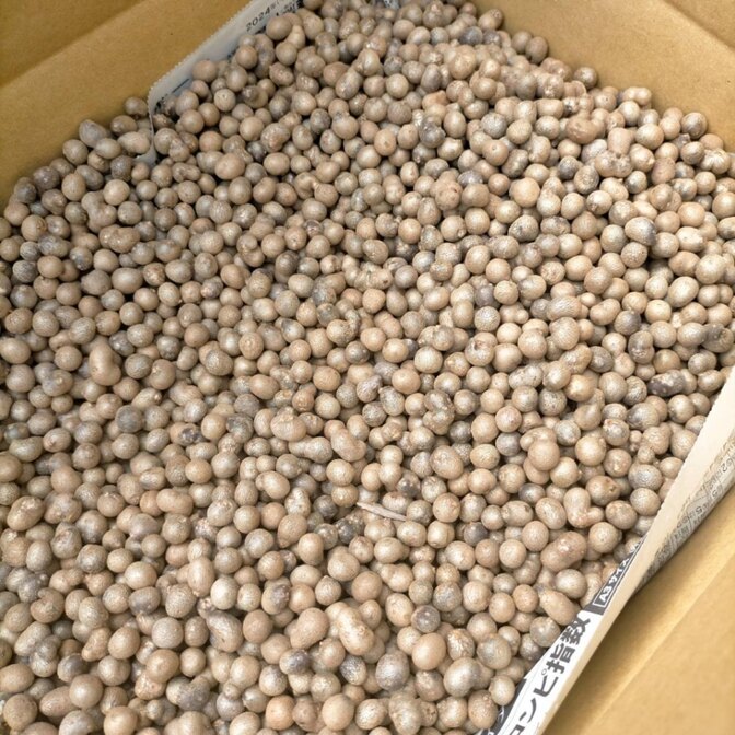 【Sサイズ】鳥取県産むかご 10kg 長芋 ねばりっこ サイズバラ 山芋