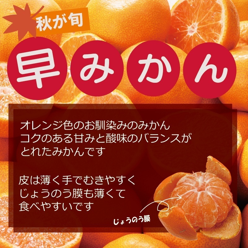 一口サイズのみかん『早みかん 小粒ちゃん』