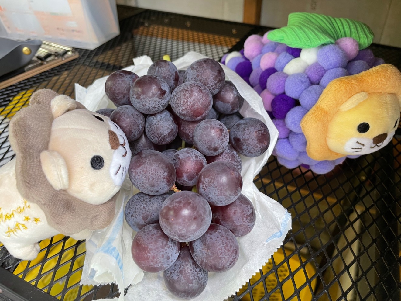 【朝採れ直送】ぶどうの王様巨峰1kg＠野口農場『家庭用』