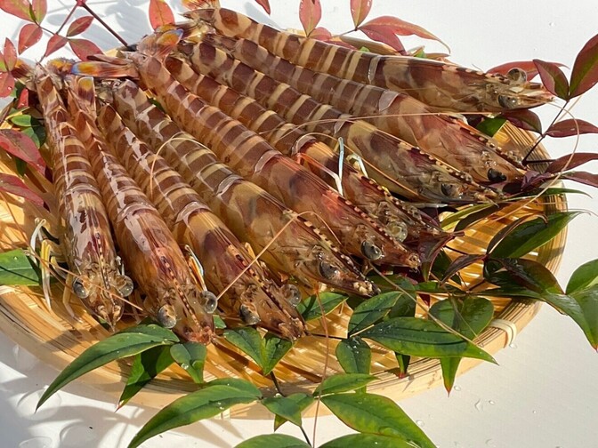 【サイズ大きめ】7〜10尾（250g）活き〆・急速冷凍！お刺身OK 