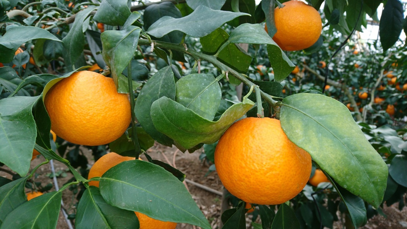 愛媛県でしか作れない高級柑橘「愛媛果試第２８号」（１ケース）
※2ケース以上は送料お得な商品別途あり